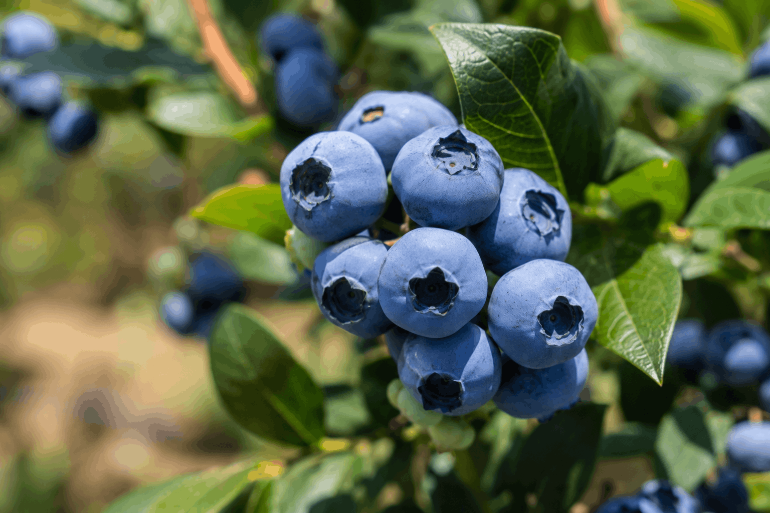 Arándano azul (highbush)