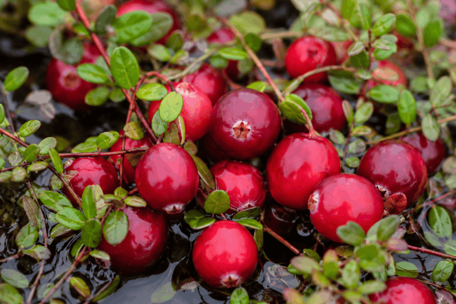 Arándano rojo (cranberry)