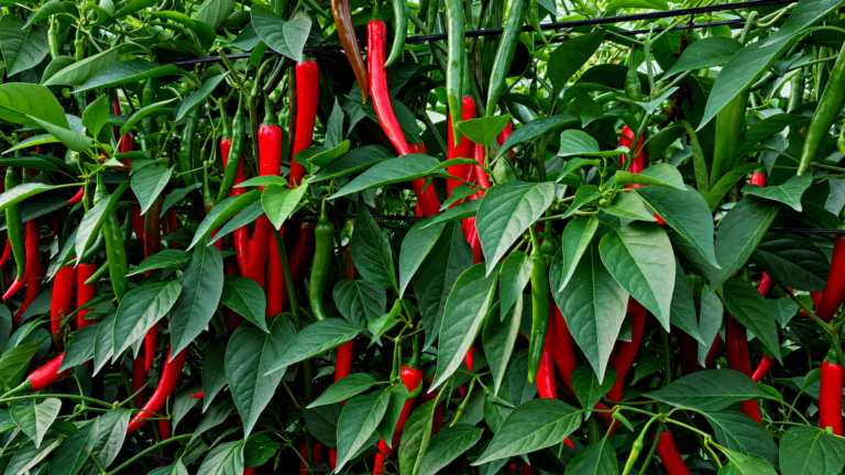 Shama Yuksel Seeds