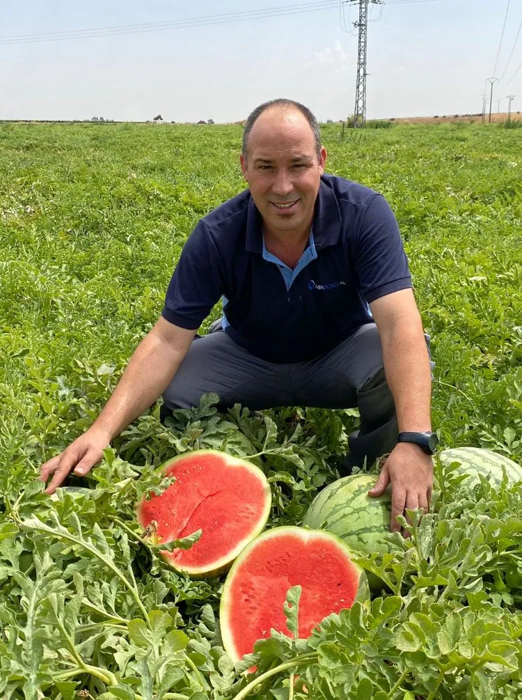 La inflación afecta al sector de sandía de La Mancha