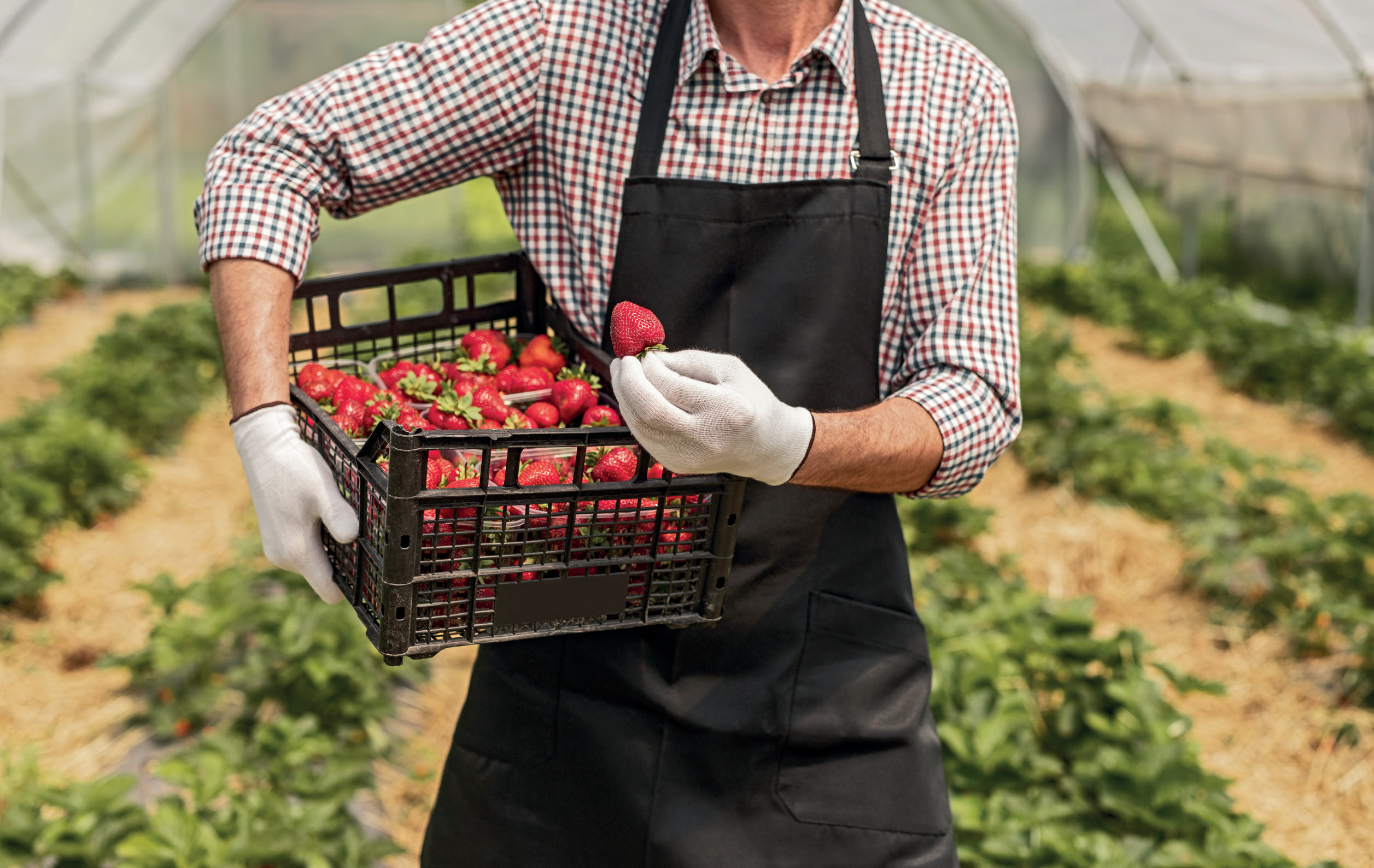 Hudisa fresas