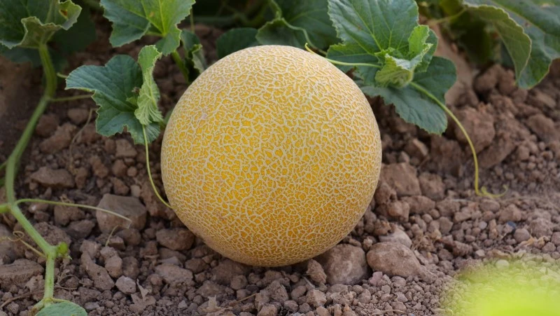 Melón galia de Ramiro Arnedo