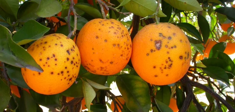 Mancha Negra detectada en cítricos