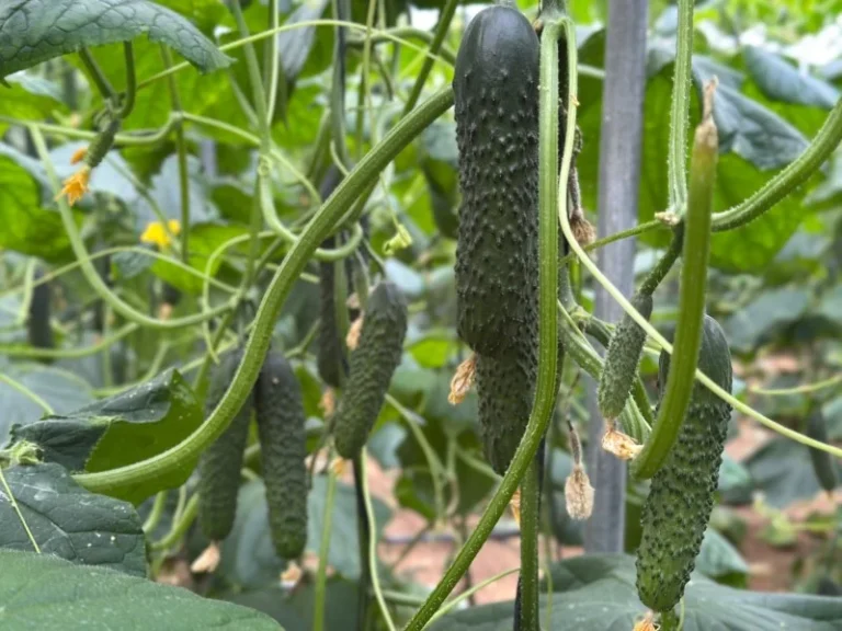 Semillas Fitó pepino