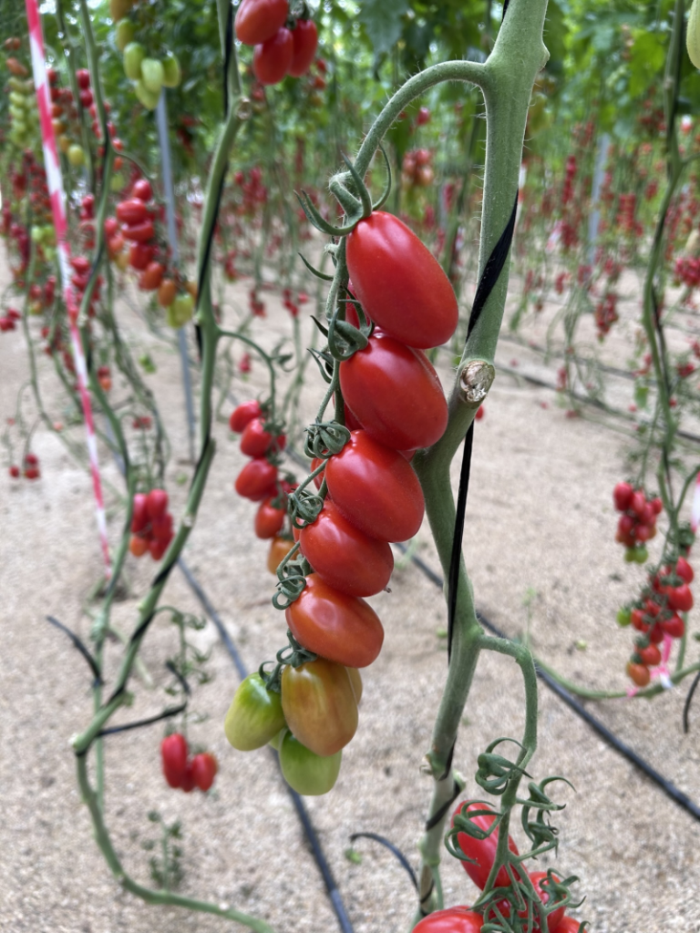 Pomeria tomate Yuksel Seeds