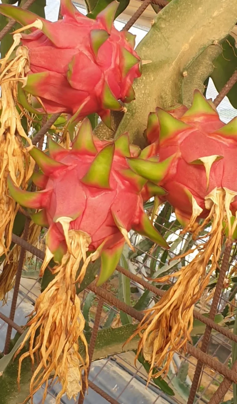 Pitayas, pitayas de Andalucía
