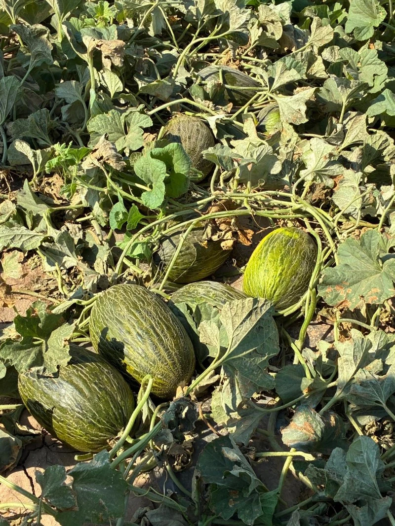Melón Syngenta