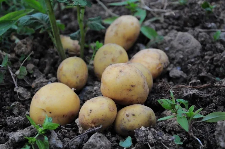 Patata