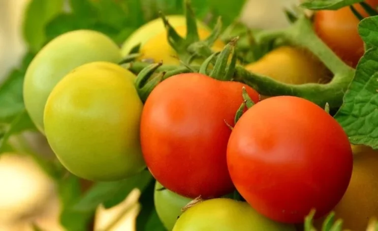 Tomate de Marruecos importaciones a España