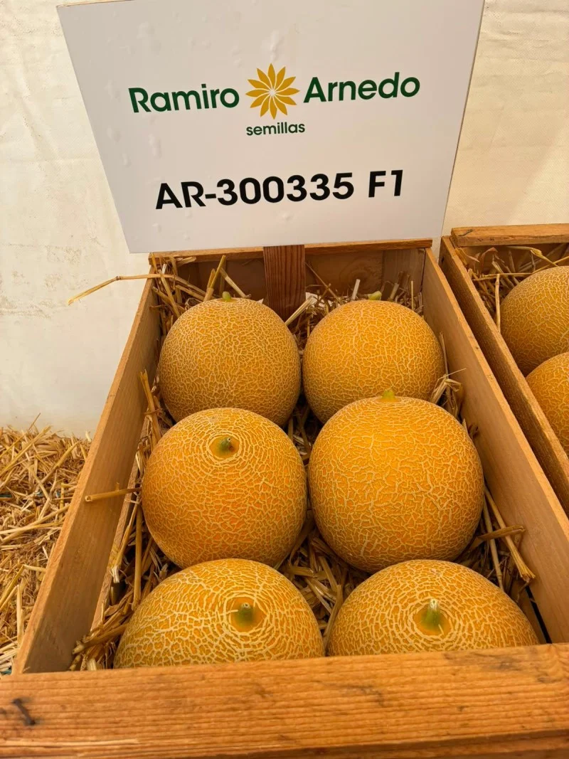 AR300335 F1 Ramiro Arnedo