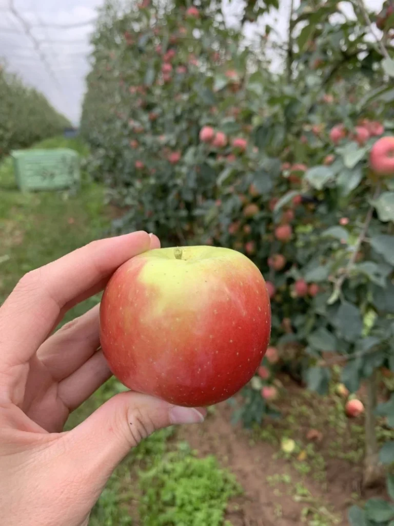 Manzana Blue Whale