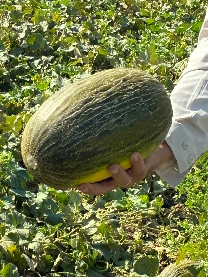 8347 Syngenta