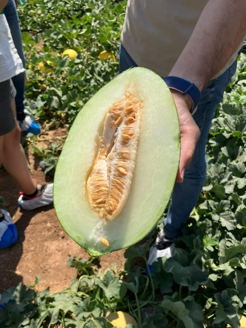 SVMP 6001 Seminis