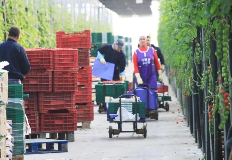 Trabajadores invernaderos