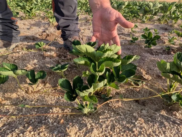 Planta vivero de fresa Cuna de Platero
