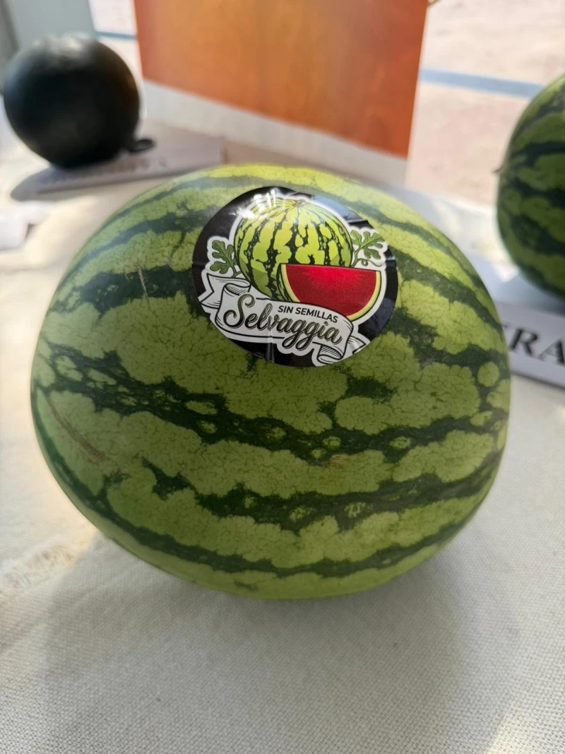 Selvaggia F1 Cora Seeds