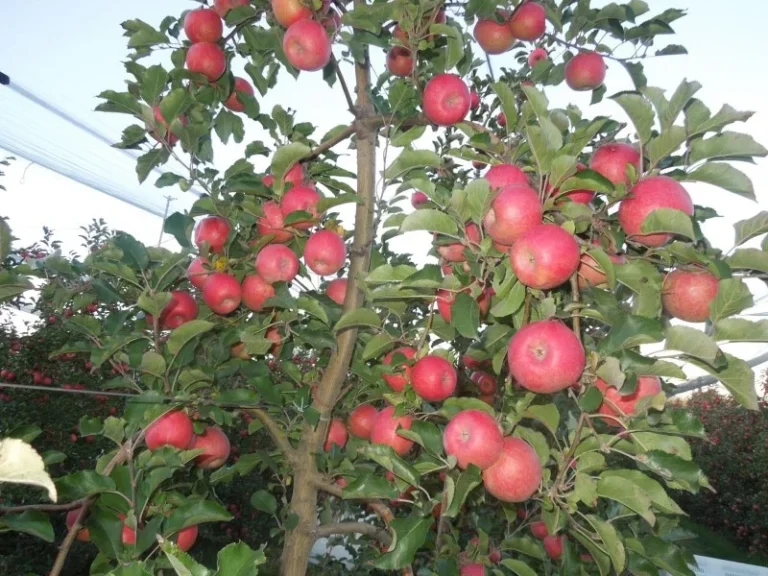 Manzana