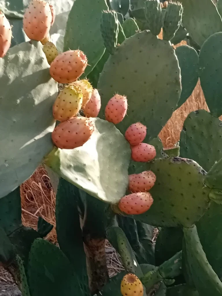 Chumbo Almería