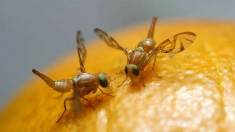Mosca de la fruta