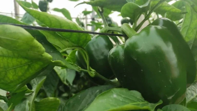 Pimiento