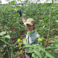 Vanesa Morales Montoya, Breeder de Tomate en BASF