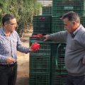 210219 Visita del técnico de Ecoculture Javier González a un cultivo de pimiento