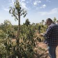 210827 Cultivos de aguacate en Castellón con programa de Ecoculture