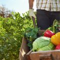 Frutas y hortalizas