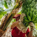 Bonnysa Plátano de Canarias premium