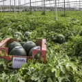 Agroponiente melón y sandía