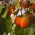 Organic Persimmon Fruit On Tree Branch