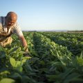 Senior hardworking farmer agronomist in soybean field checking crops before harvest.