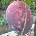 Incidencia de la cochinilla blanca del mango en Málaga y Granada