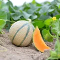 Bisantin Melón