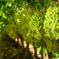 BLOOM FRESH propiedad intelectual programa