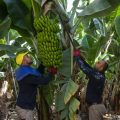 Bajos niveles de producción para Plátano de Canarias