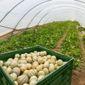 Biobest polinización con abejorros melón Charentais