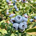 Blueberry orchards Peru (4) (1)