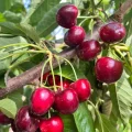 Cereza PSB Producción Vegetal
