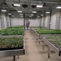 Nuevo centro I+D Syngenta El Ejido