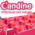 Candine_Mercados