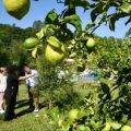 Cantabria limón Novales