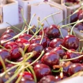 Cerezas Maitena, en Guéjar Sierra (Granada)