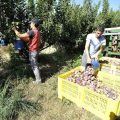 fruta de hueso Extremadura