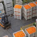 Importación de naranjas