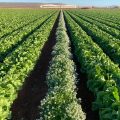 Cultivo de lechuga con Lobularia y cebolla.