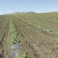 Cultivo-de-melón_-Novamont (1)