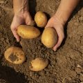 Patatas Meléndez