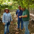 Ecoculture, en un cultivo de uva en Colombia