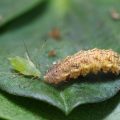 Eupeodes corolla larva 1 - WS (Large)